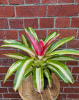 Bromeliad - 13cm Pot