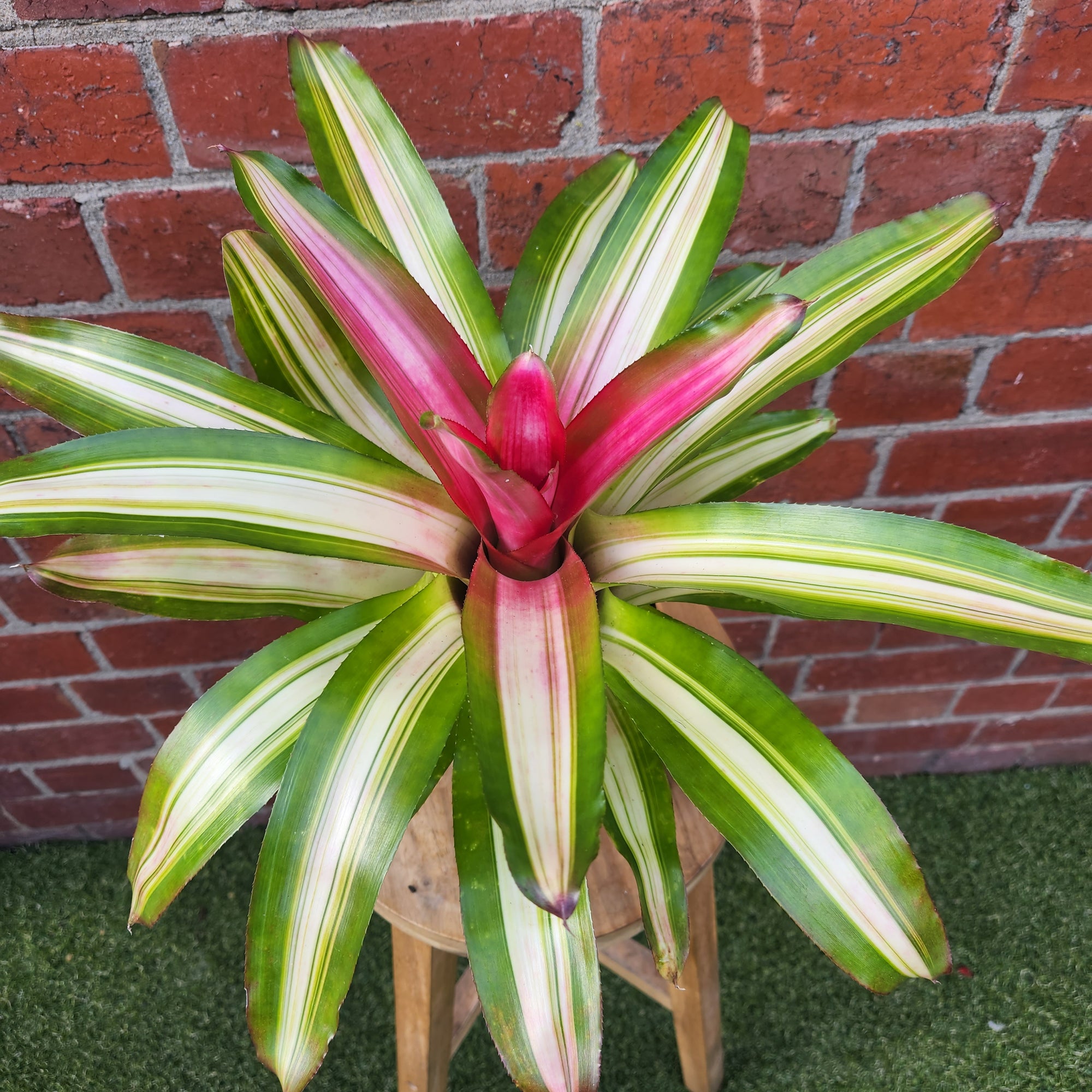 Bromeliad - 13cm Pot