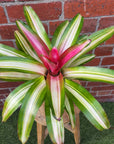 Bromeliad - 13cm Pot