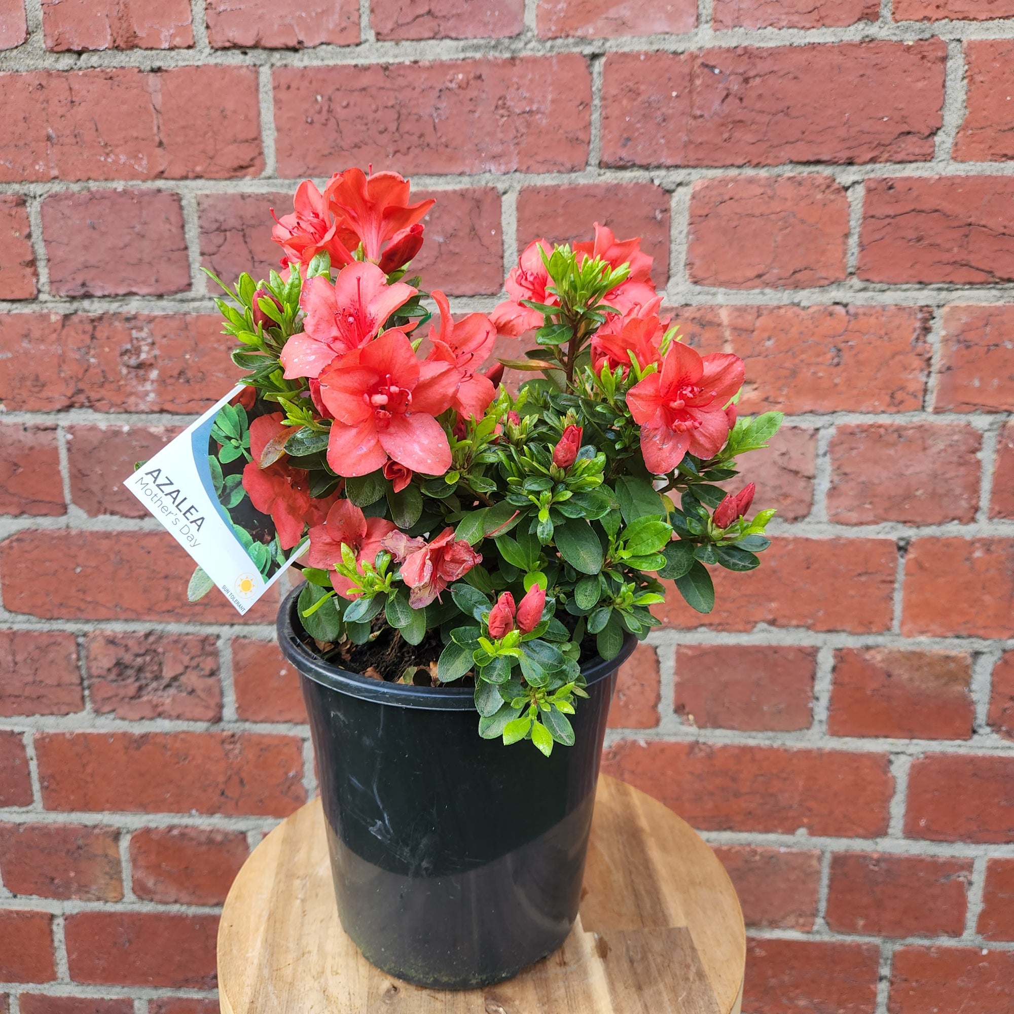 Azalea - 17cm pot