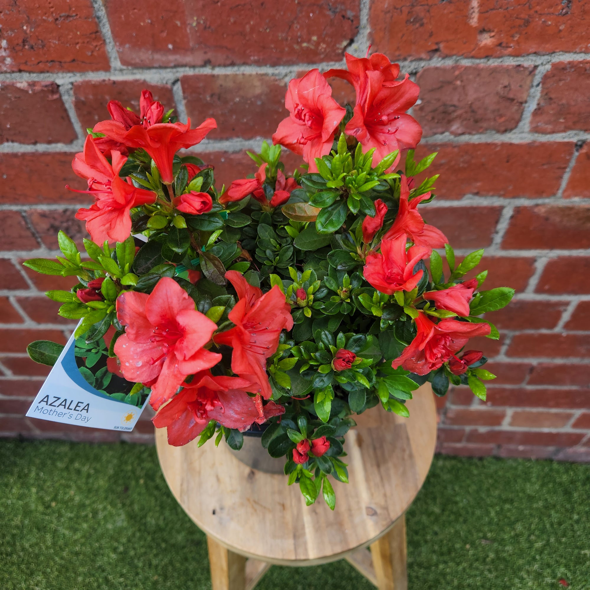 Azalea - 17cm pot
