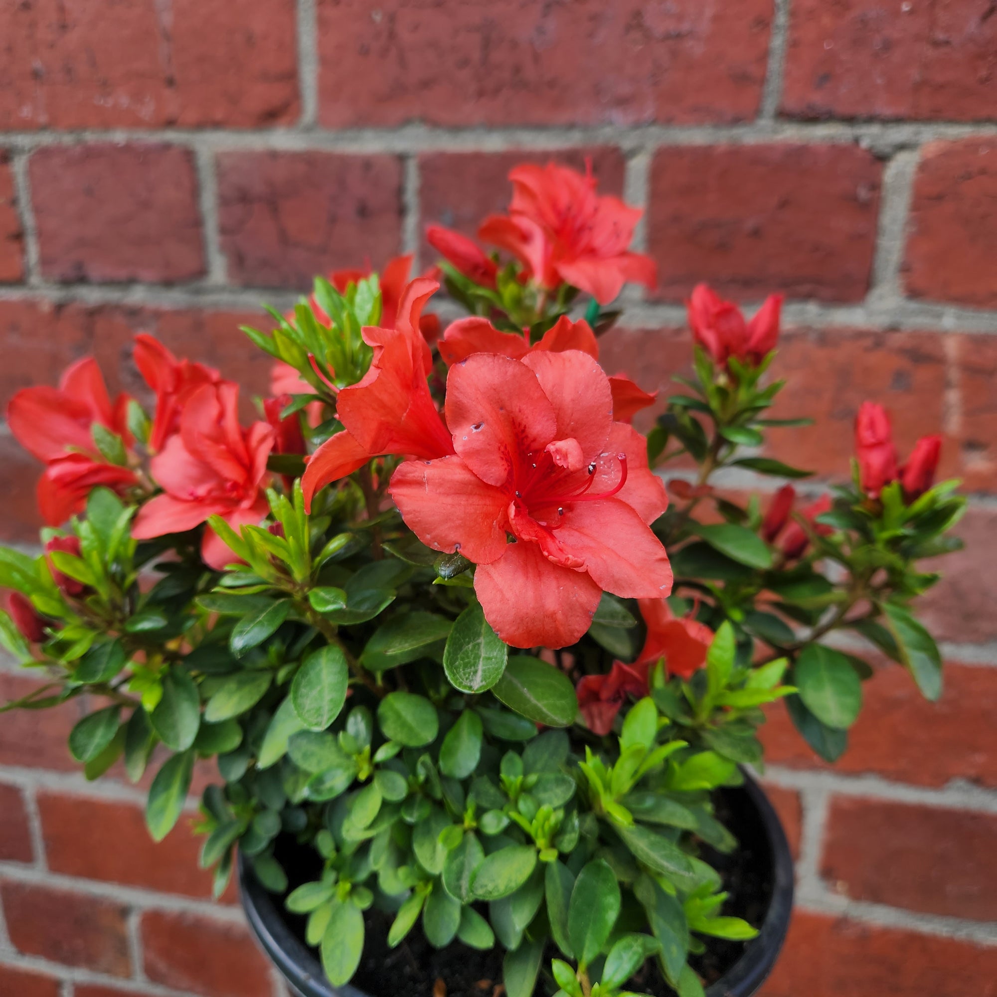 Azalea - 17cm pot