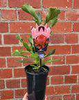 Waratah Telopea Speciosissima - 14cm pot