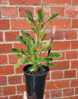 Waratah Telopea Speciosissima - 14cm pot
