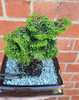 Bonsai 15cm - Chamaeocyparis obtusa "Kosteri"