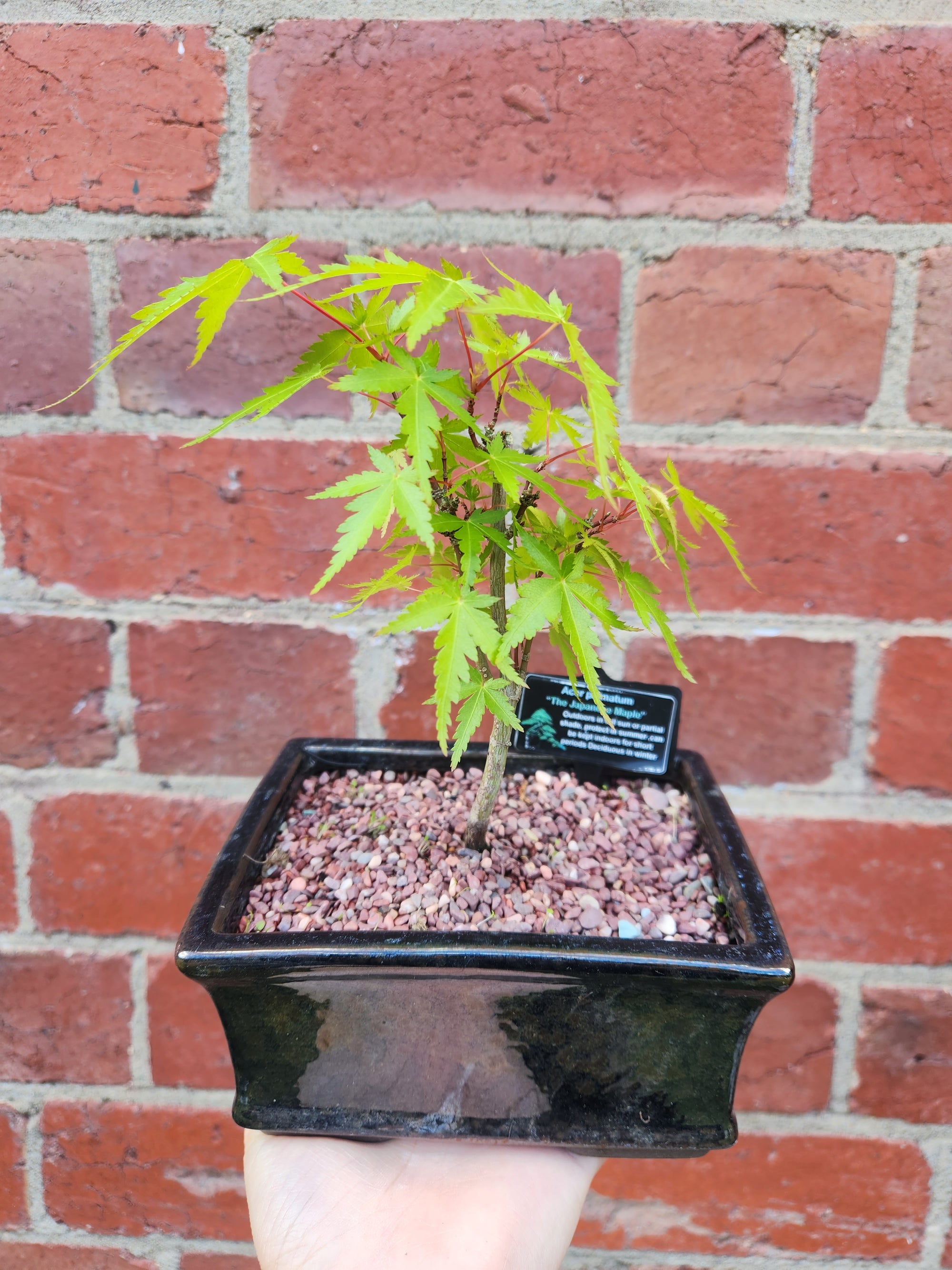 Bonsai 15cm - Japanese Maple - Acer Palmatum