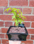 Bonsai 15cm - Japanese Maple - Acer Palmatum