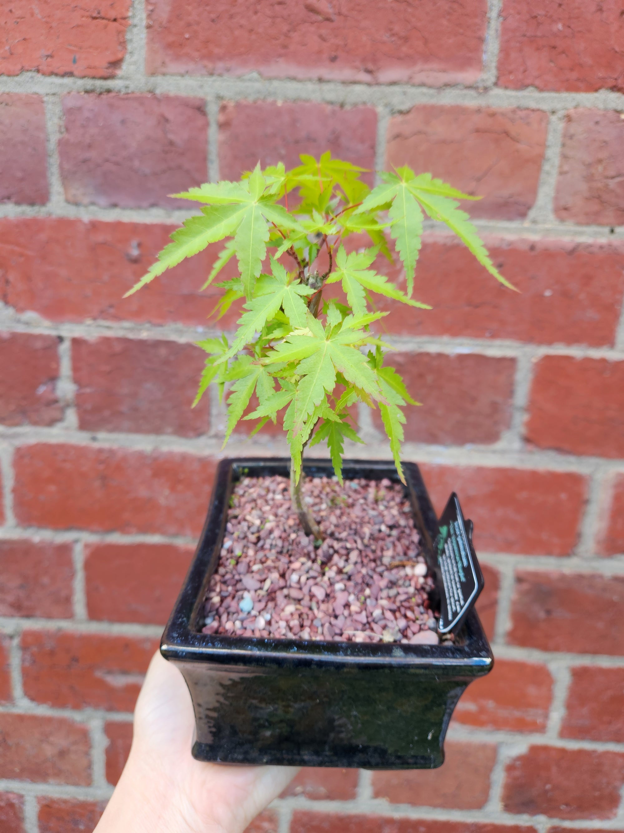 Bonsai 15cm - Japanese Maple - Acer Palmatum