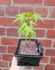 Bonsai 15cm - Japanese Maple - Acer Palmatum