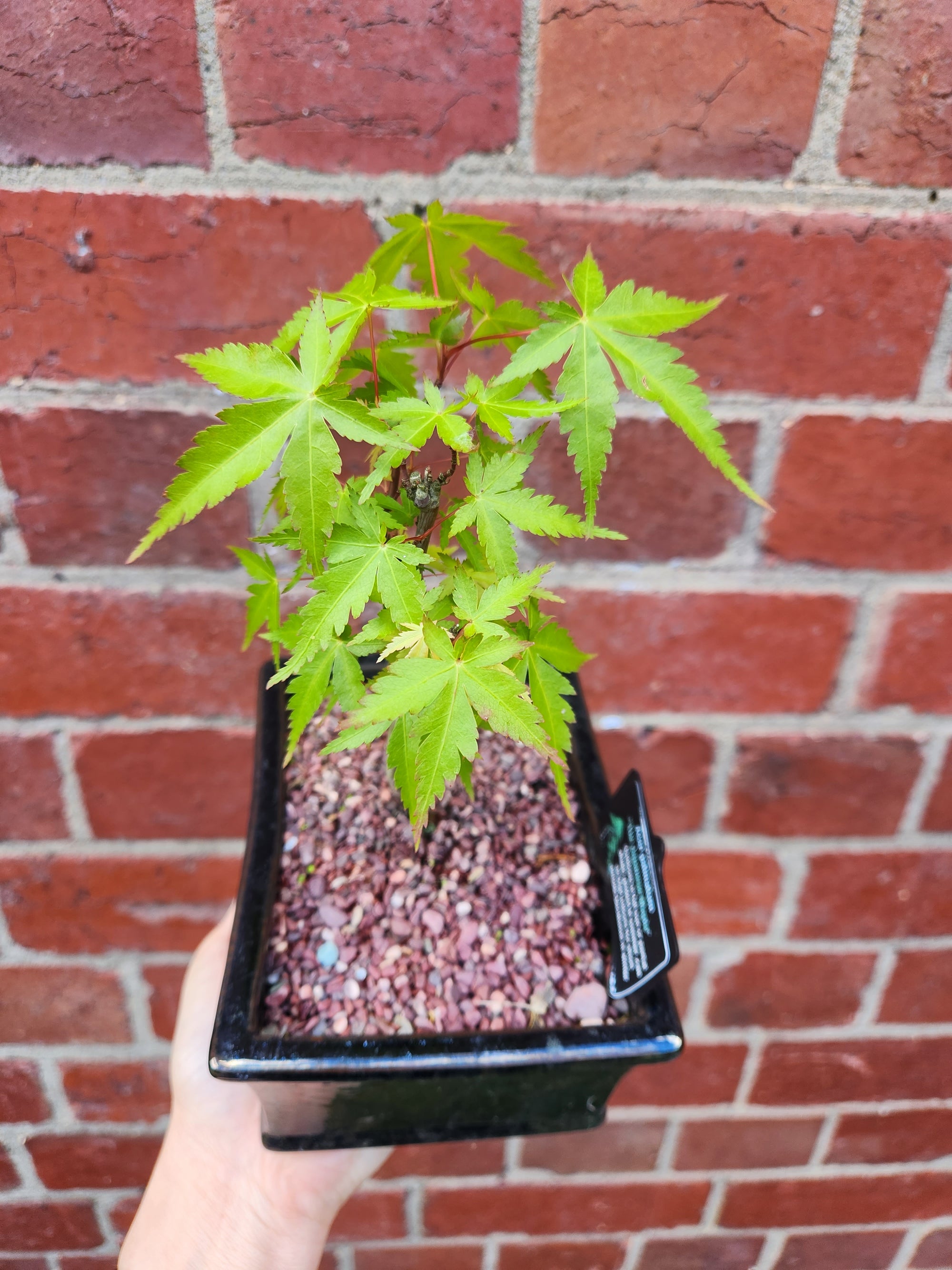 Bonsai 15cm - Japanese Maple - Acer Palmatum