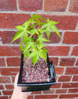 Bonsai 15cm - Japanese Maple - Acer Palmatum