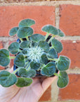 Baby Plant - Petrocosmea barbata