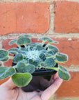 Baby Plant - Petrocosmea barbata