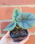 Baby Plant - Alocasia Elaine