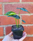 Baby Plant - Alocasia Sinuata