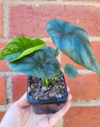 Baby Plant - Alocasia Sinuata