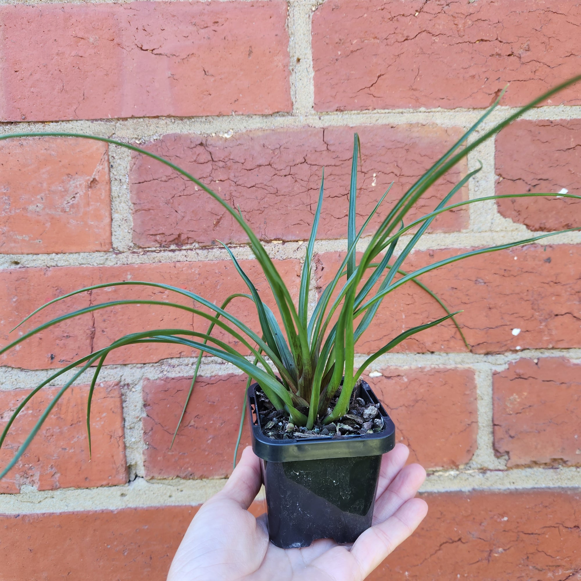 Baby plant - Tilandsia Cyanea