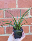 Baby plant - Tilandsia Cyanea