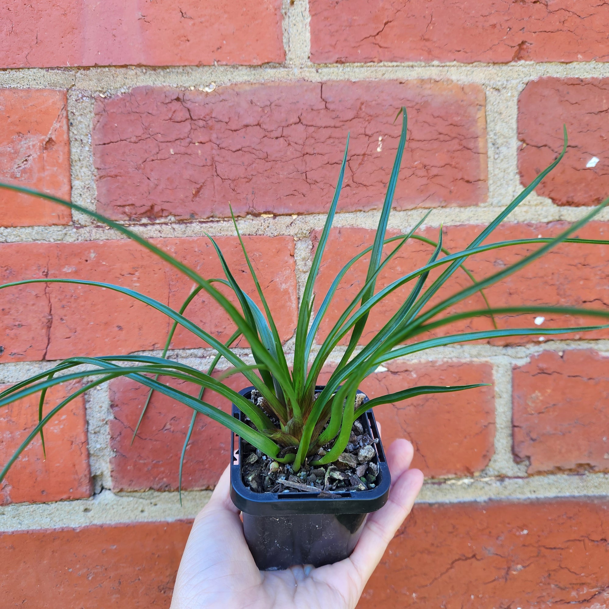 Baby plant - Tilandsia Cyanea