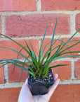 Baby plant - Tilandsia Cyanea