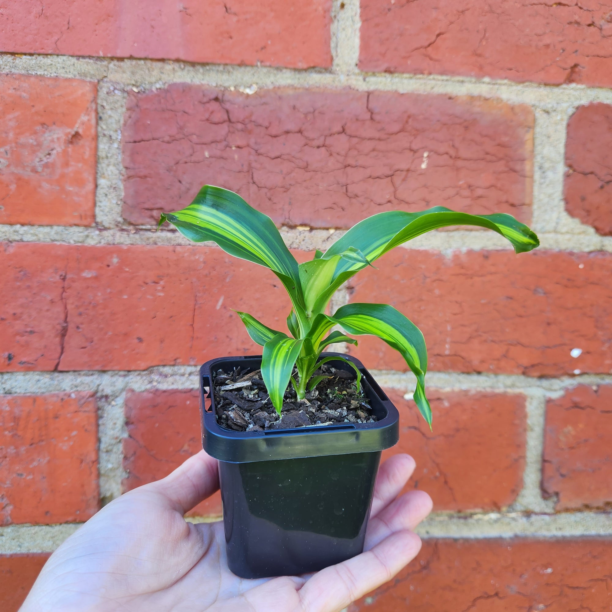 Baby plant - Dracaena Gold Cord