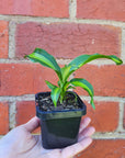 Baby plant - Dracaena Gold Cord