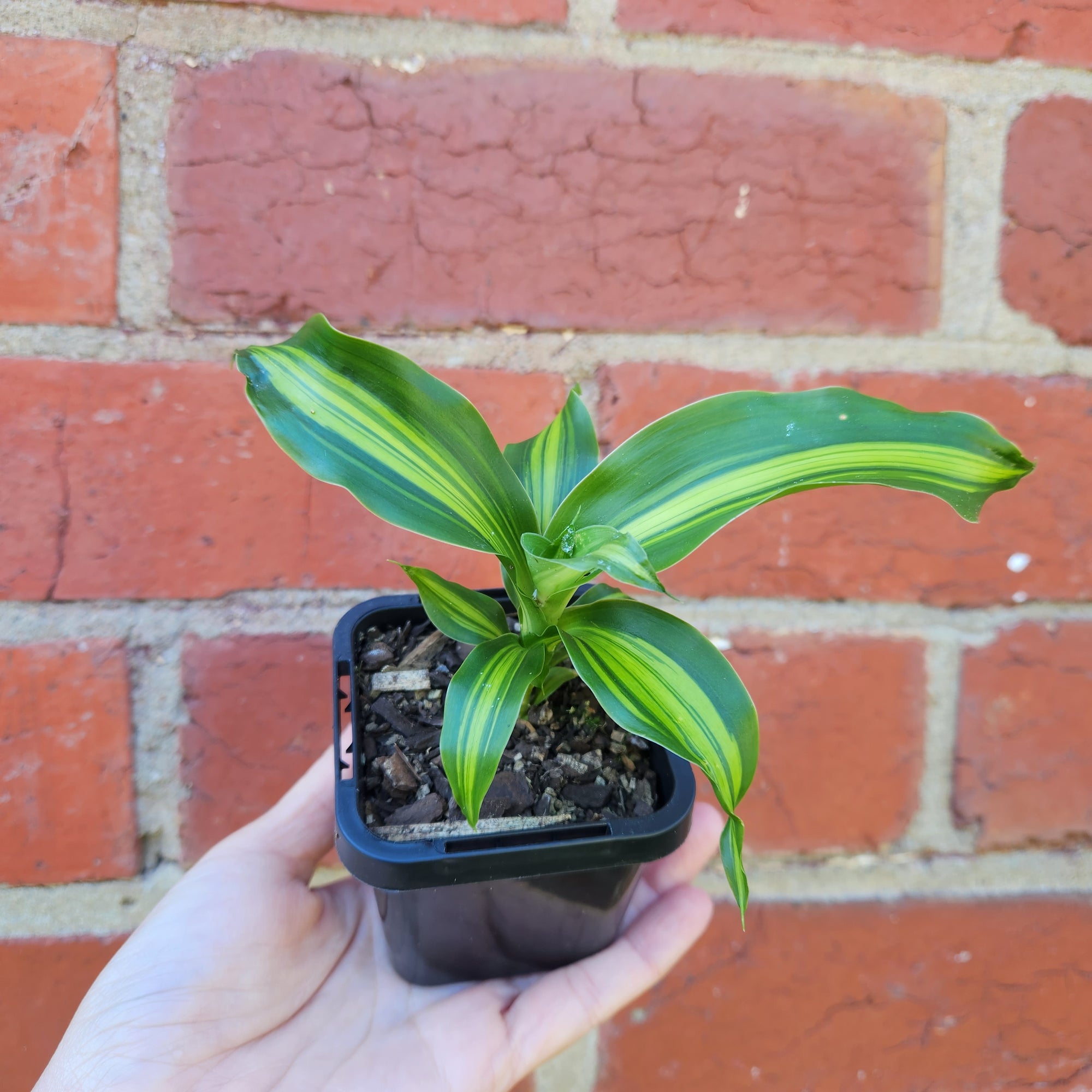 Baby plant - Dracaena Gold Cord
