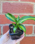 Baby plant - Dracaena Gold Cord