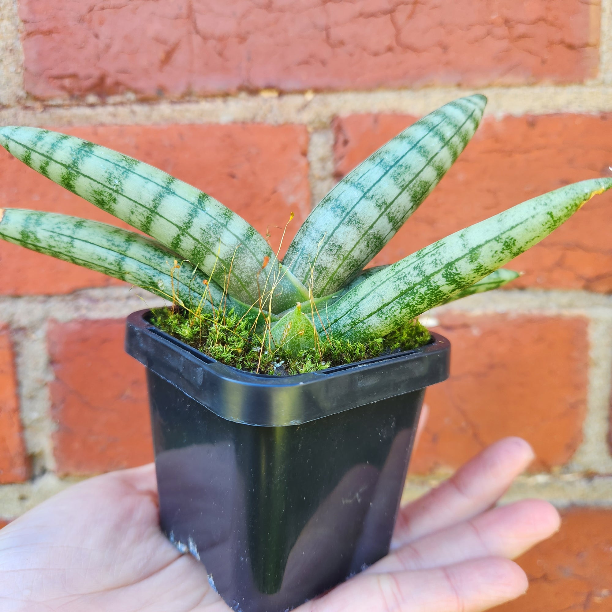 Sansevieria Boncel - 7cm Pot