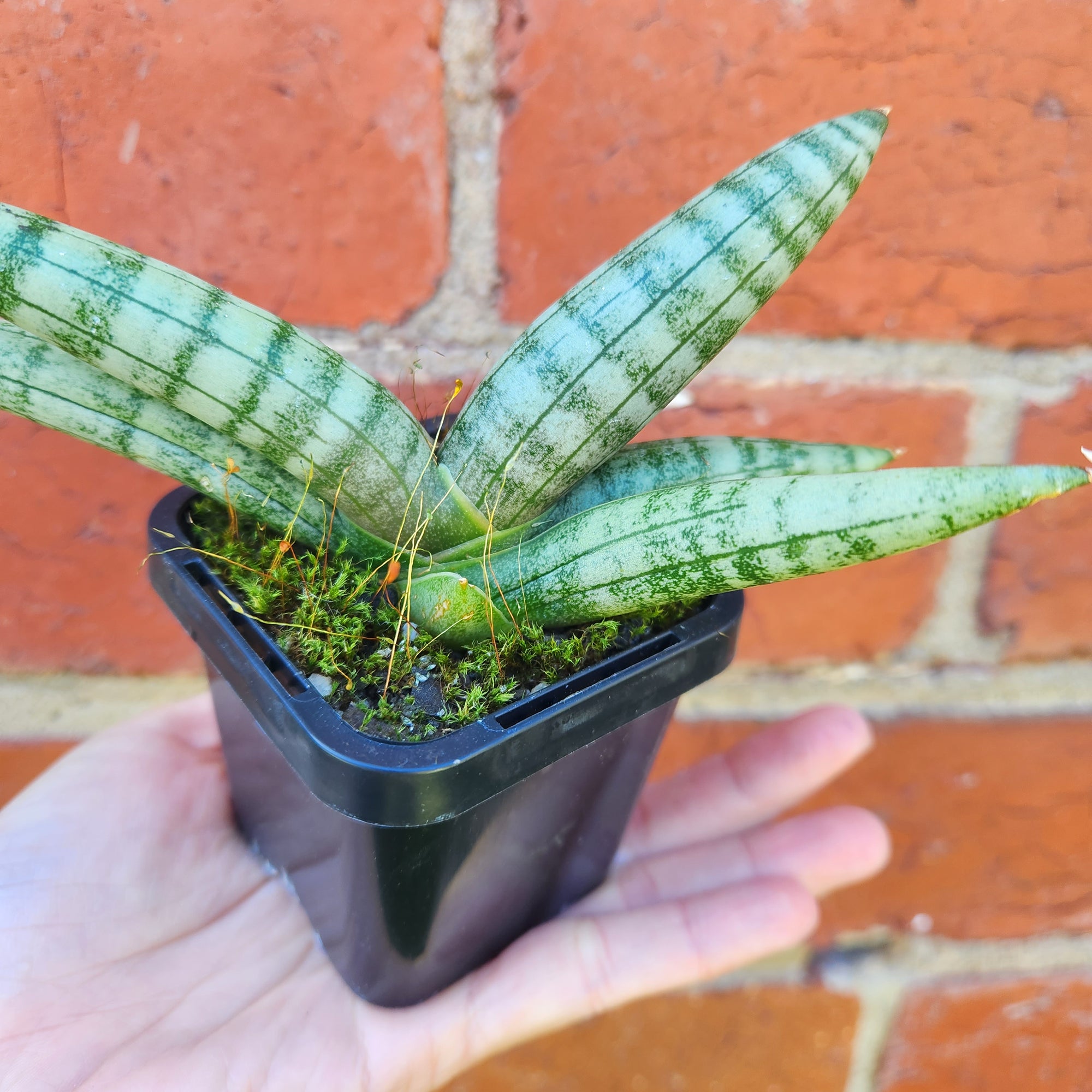 Sansevieria Boncel - 7cm Pot