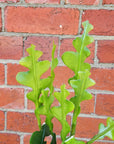 Fishbone cactus – Epiphyllum anguliger - 10cm pot