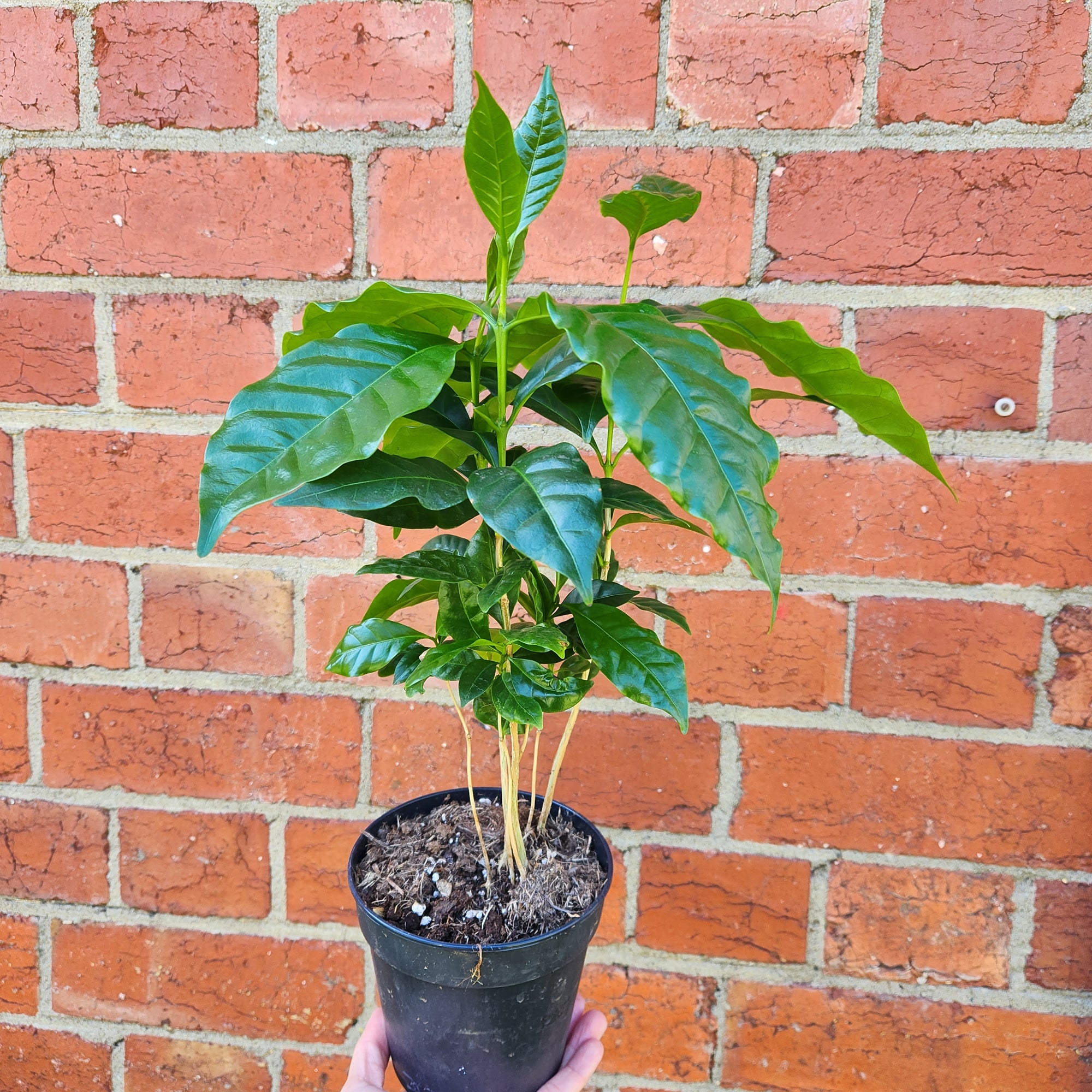 Coffee Arabica - 12cm pot