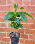 Coffee Arabica - 12cm pot