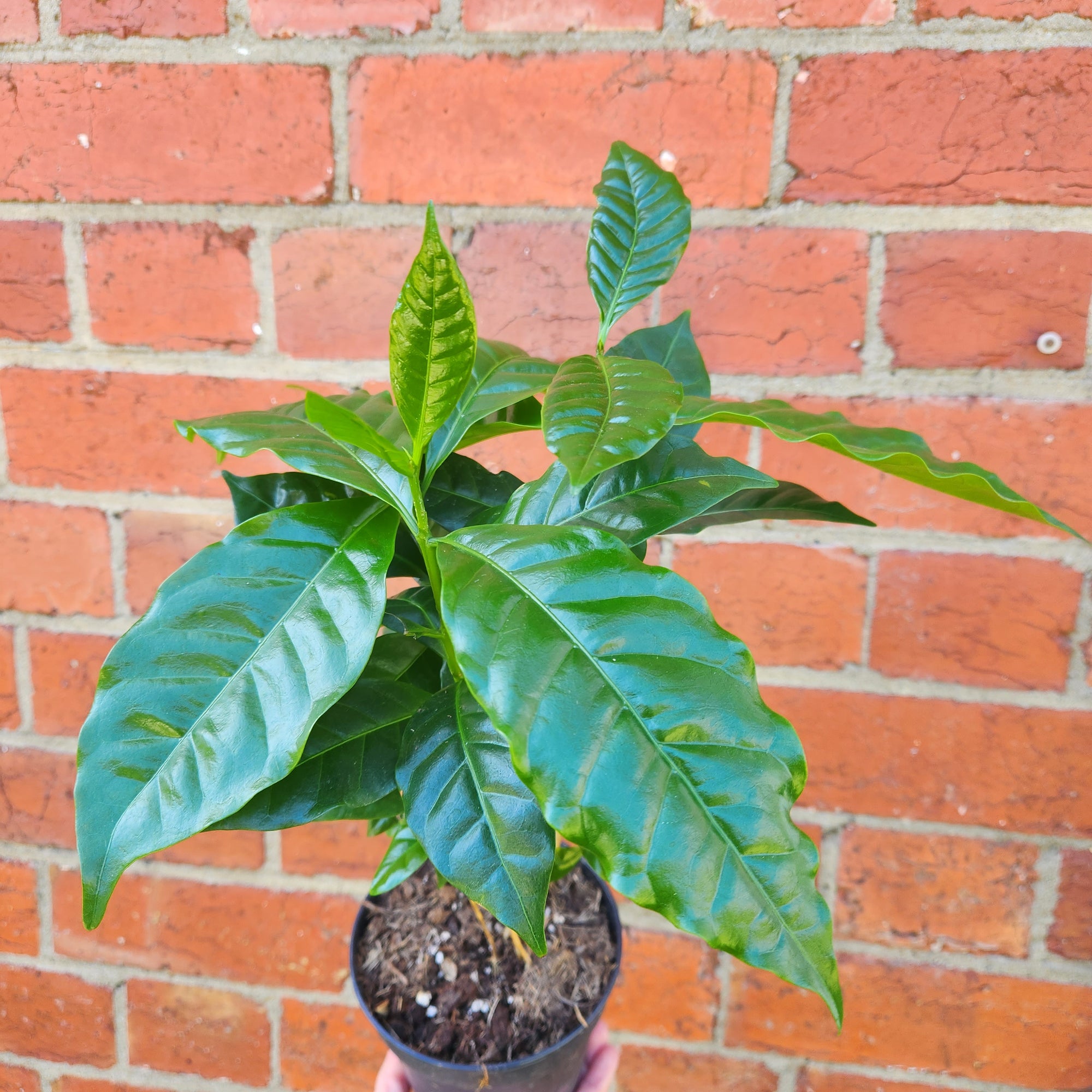 Coffee Arabica - 12cm pot