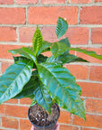 Coffee Arabica - 12cm pot