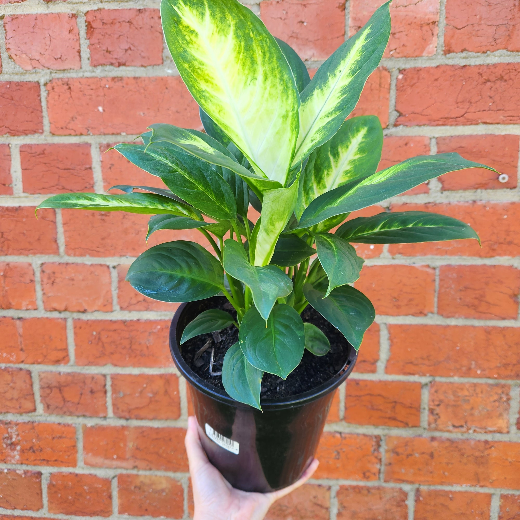 Dieffenbachia Tropic Marianne - 18cm Pot