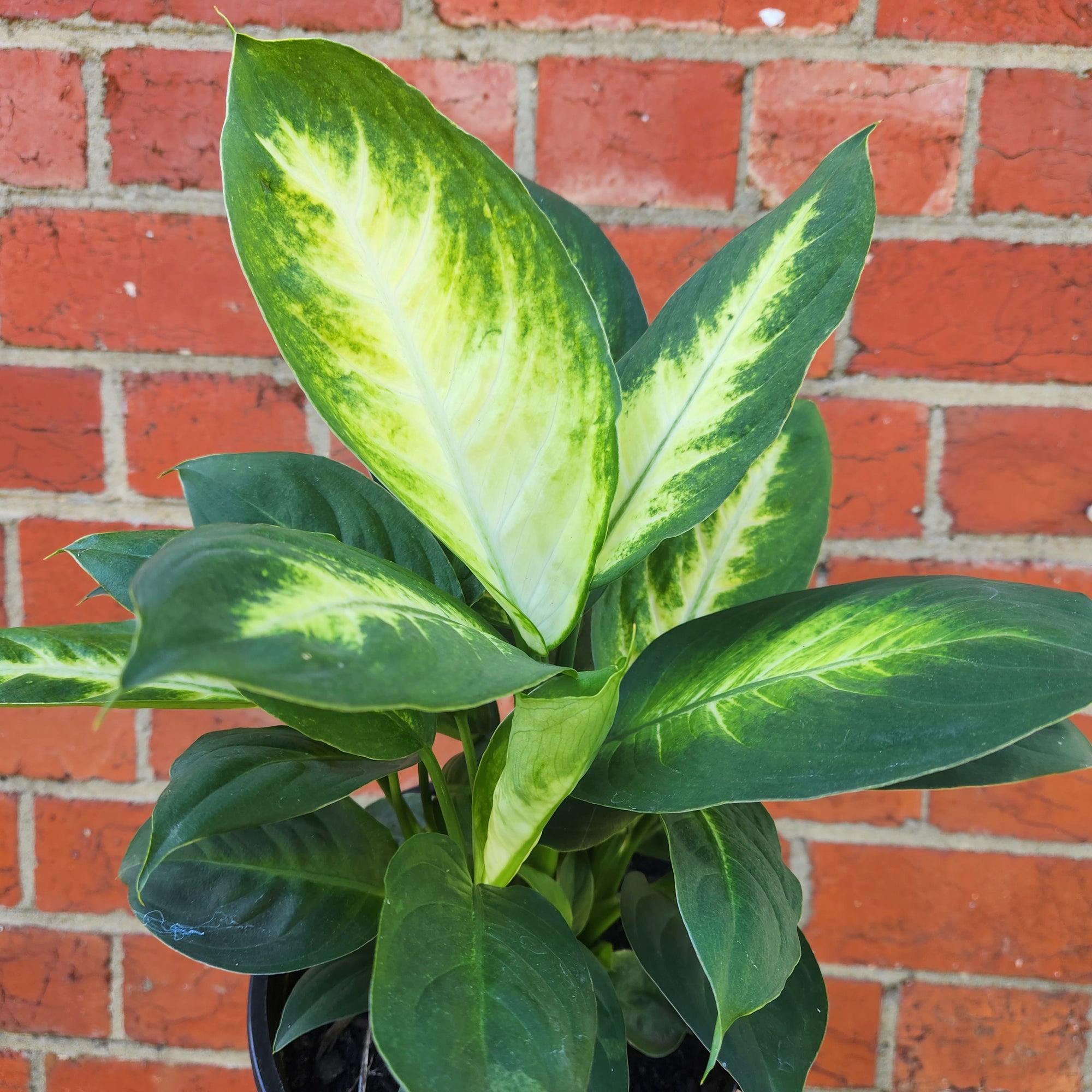 Dieffenbachia Tropic Marianne - 18cm Pot
