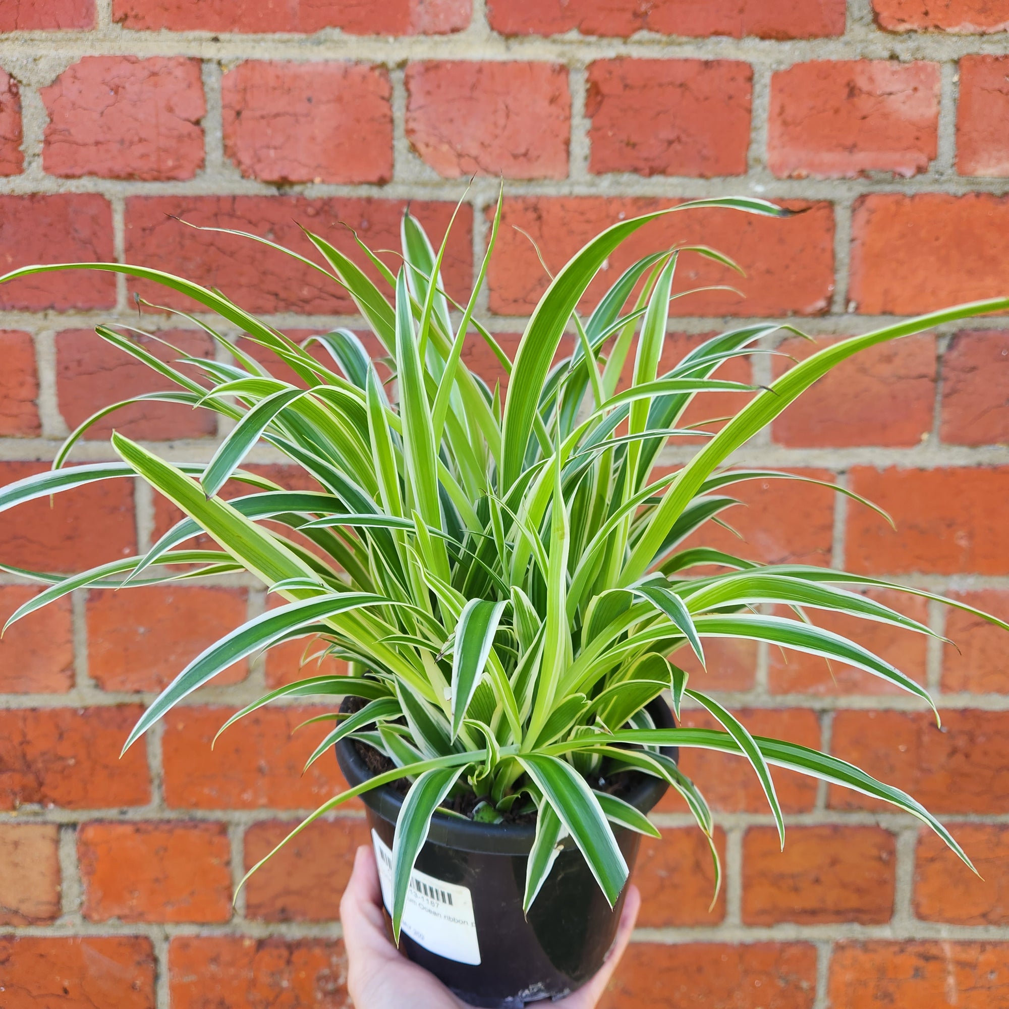 Chlorophytum comosum Ocean Spider plant - 13cm