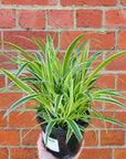 Chlorophytum comosum Ocean Spider plant - 13cm