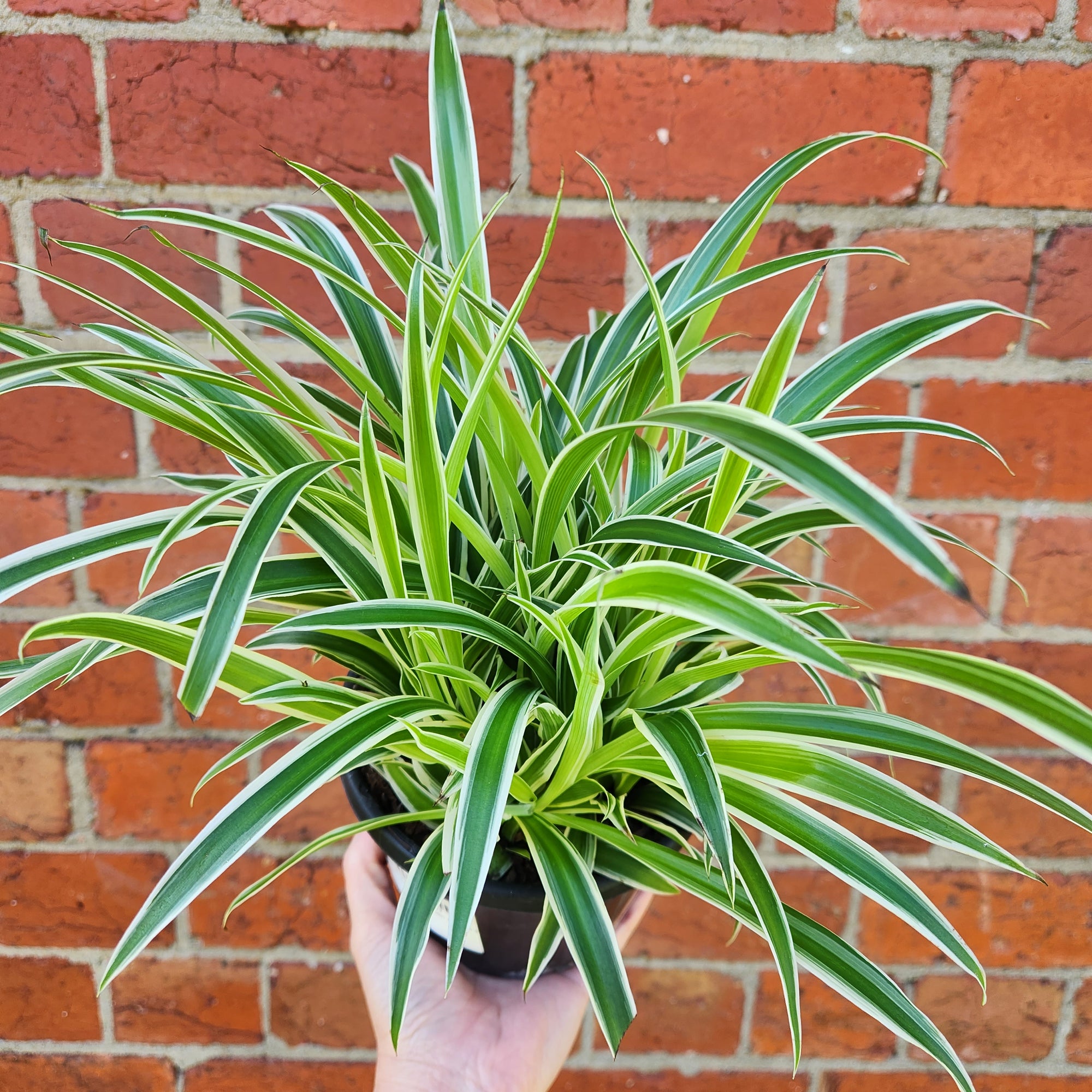 Chlorophytum comosum Ocean Spider plant - 13cm