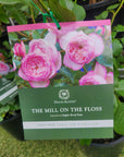 David Austin Rose - The Mill on the Floss - 20cm pot