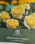 David Austin Rose - The Poet's Wife - 20cm pot