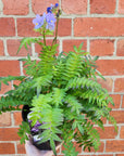 polemonium yezoense bressingham purple "scented flowers" - 14cm pot