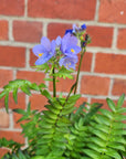 polemonium yezoense bressingham purple "scented flowers" - 14cm pot