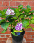 Hydrangea Macrophylla Purple - 18cm pot