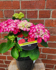 Hydrangea Macrophylla Red - 18cm pot