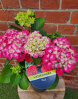Hydrangea Macrophylla Red - 18cm pot