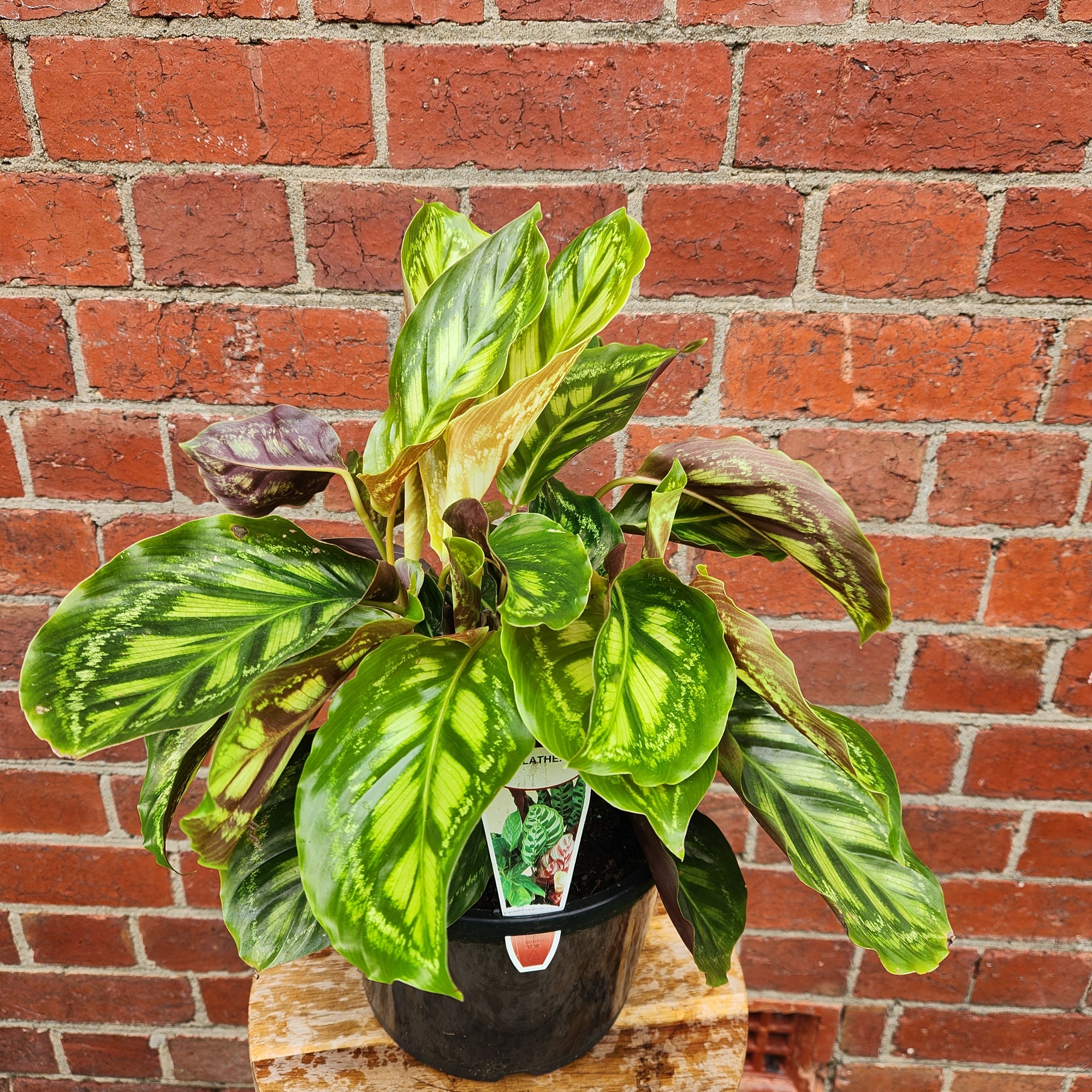 Calathea Flame Star - 20cm Pot