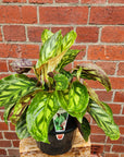 Calathea Flame Star - 20cm Pot