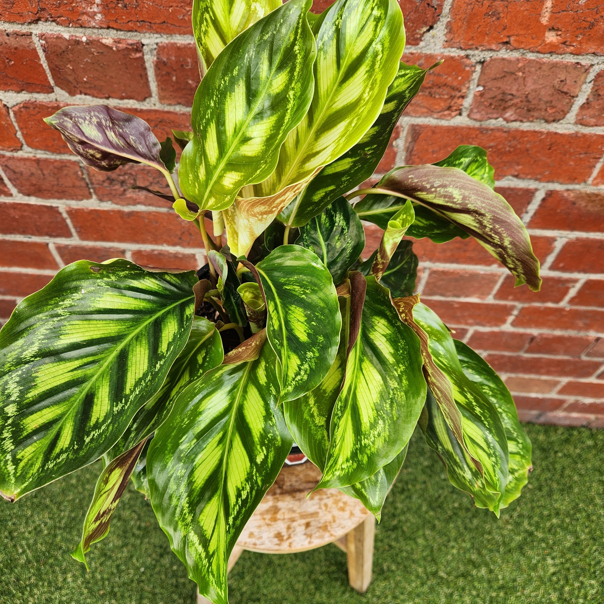 Calathea Flame Star - 20cm Pot